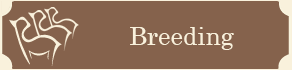 Breeding Work - Alpaca Farm
