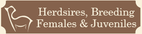 Herdsires, Breeding Females & Juveniles for Sale - Alpaca Farm