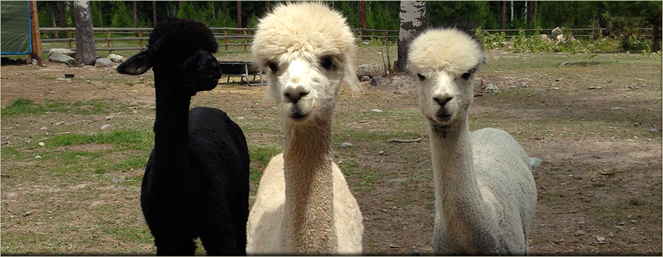 Alpaca Husbandry Information  A Look at Alpaca Husbandry - Alpacas of  Montana